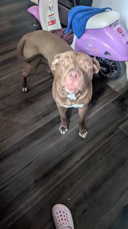 Perro mestizo de 7 meses (Cleveland)
