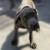 CANE CORSO FULL AKC 9 thumbnail