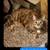 Spayed, Declawed, Female cat (Schuylkill county area) 1 thumbnail