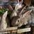 Meat rabbits 2 thumbnail