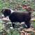 Australian shepherd puppy 4 thumbnail