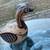 Large Ken Edwards / Tonala Mexico style pottery duck B88 7 thumbnail