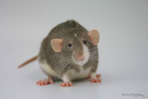 Baby Rats for Adoption63687883511427120