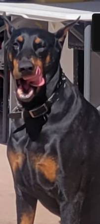 Doberman Pinscher 1