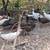 Peacocks/chick's 6 thumbnail