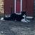 Border collie pups 8 thumbnail