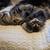 Scottish fold kittens 2 thumbnail