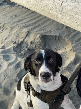 LOST DOG PLEASE CONTACT IF SIGHTED (Tenino)64167240816385124