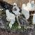 Sebastopol Goslings (Geese Babies) 2M/3F 7 thumbnail