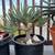 Plants w/Decorative Containers, Staging for Residential or Commercial 20 thumbnail