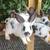 Rabbits 3 thumbnail