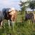 Project Gelding 6 thumbnail