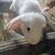 French Lops, kits, Flemish giant rabbits need new homes 1 thumbnail