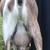 Mini Nubians 4 thumbnail