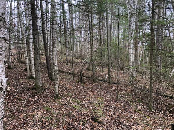 $153,000 / 38ft2 - 38 Acres of Beautiful wooded Land (Kempster)64152174712323124