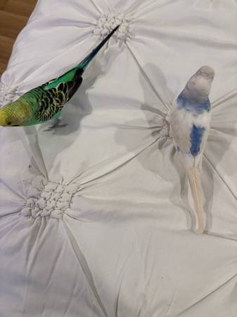 Parakeets (Tacoma)576607040821667844