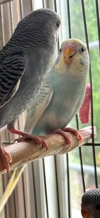 Baby Parakeet - $60 (Wayland)63997446580226122