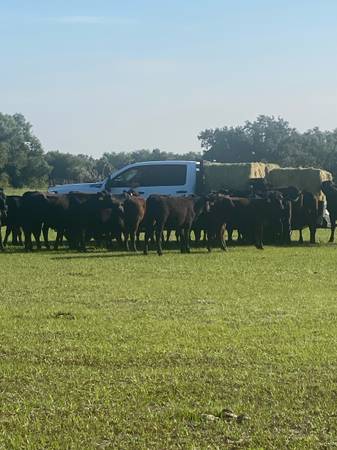Grassfed Only Angus Beef 1