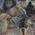 Coturnix Quail Chicks 2 thumbnail