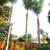 Green View Tree Service 5 thumbnail