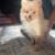 pomeranian puppies 9 thumbnail