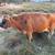 Jersey Cow — Freezer Beef 3 thumbnail