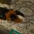 Guinea pig 1 thumbnail