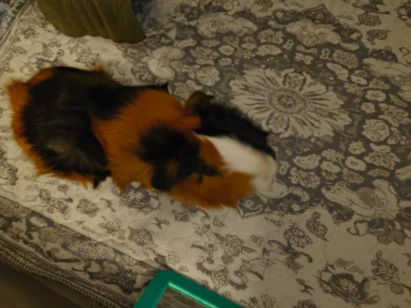 Guinea pig 1