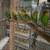 *Baby Parakeets $20 each 1 thumbnail