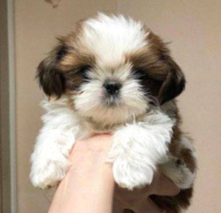 Very affectionate shihtzu (213-900-Four459)63739476537857120