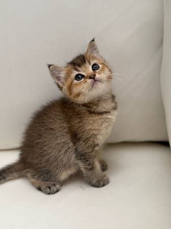 Female kittens rehoming (Everett)63885716869633124