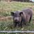 Kunekune Potbelly cross 4 thumbnail