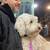 Dog Behavior: Aggression, Reactivity, Fear & Socialization | $100 18 thumbnail
