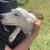 Catahoula/shepherd mix puppies 14 thumbnail
