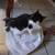 3 kittens 3 thumbnail