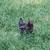 Geese, guineas, pullets, turkeys, and white homing pigeons 22 thumbnail
