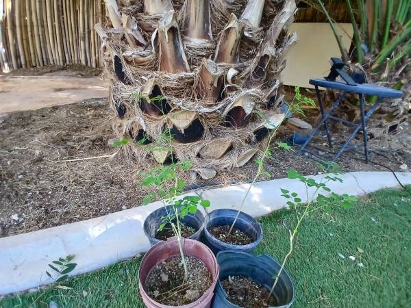 Moringa Trees 1
