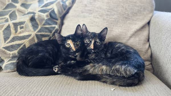 Tortie Cats (Kempner)63839343868419120