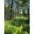 BUILDABLE 1.75 Acres 2 thumbnail