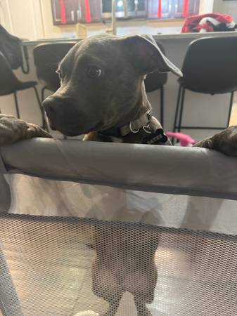 12 week old tri color bully puppy64679411353217124