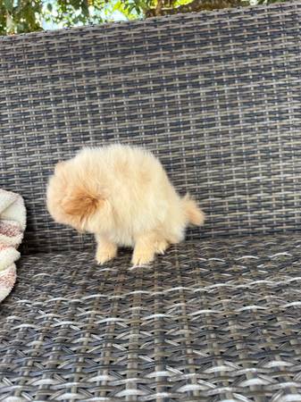 Beautiful tan color, male puppy (Portland)