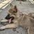 Sable Shepperd puppies 5 thumbnail
