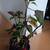 PLANT "Christmas Plant" 1 thumbnail