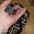 Campbell dwarf Hamster baby's $15 each 6 thumbnail