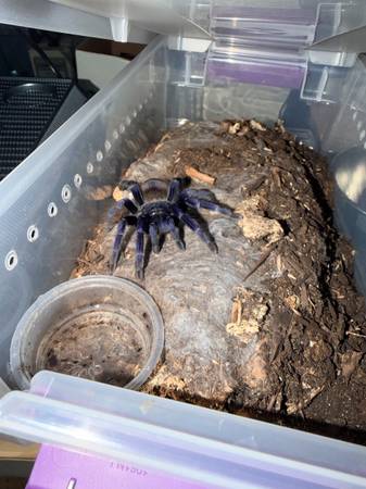 Cobalt Blue Tarantula 1