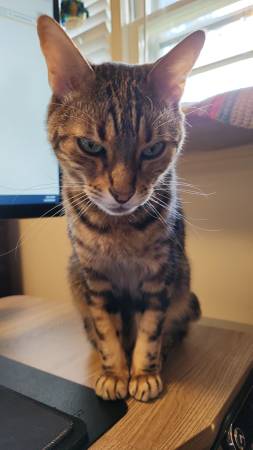 Lost Bengal Cat (Gadsden, Noccalua area)63483242081411123