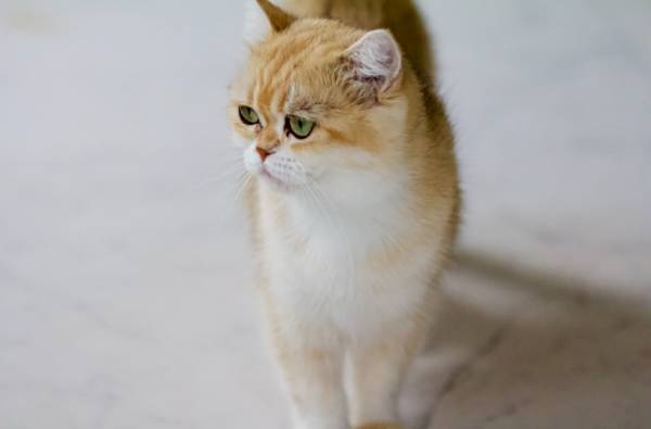 Gata hembra British shorthair (Greer)63661489928067120