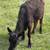 Bred Highlander / low line angus cow 1 thumbnail