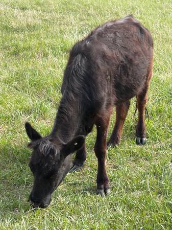 Bred Highlander / low line angus cow 1
