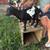11 Nigerian Dwarf herd mostly registered gosts 6 thumbnail